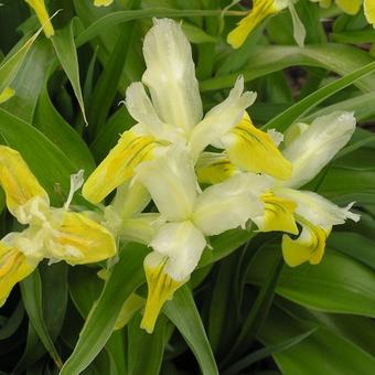 Iris bucharica