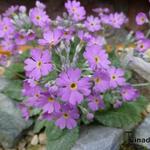 Primula stenocalyx - Sleutelbloem