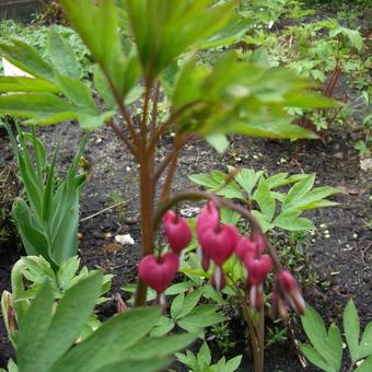 Lamprocapnos spectabilis