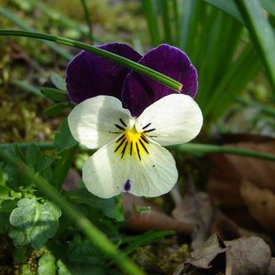 Viola tricolor - Driekleurig viooltje