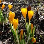 Crocus ancyrensis - Ankara krokus