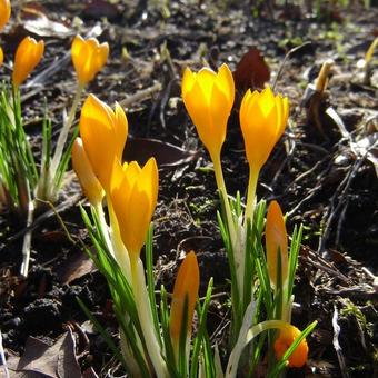 Crocus ancyrensis