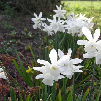 Narcissus triandrus 'Thalia'