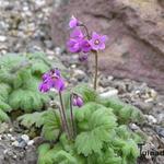 Primula matthioli  - Cortusa