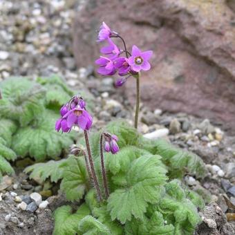 Primula matthioli