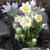 Pulsatilla vulgaris 'Alba'