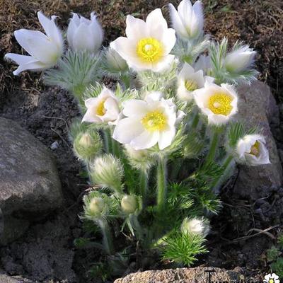 Wildemanskruid - Pulsatilla vulgaris 'Alba'