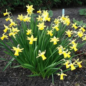 Narcissus 'Tête à tête'