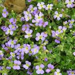 Aubrieta  'Downers' - Randjesbloem/Blauwkussen