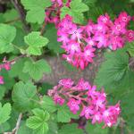 Ribes sanguineum 'King Edward VII' - Siertrosbes