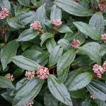 Sneeuwbal - Viburnum davidii