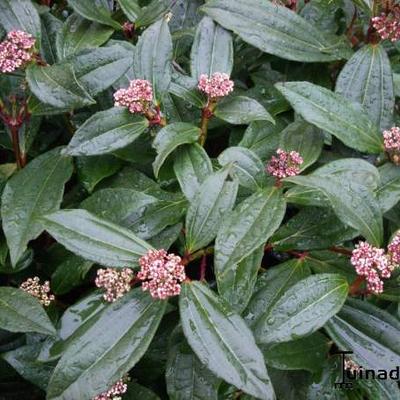 Viburnum davidii - Sneeuwbal