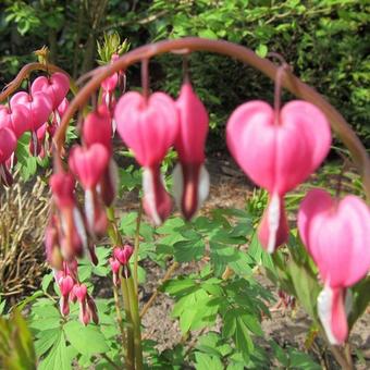 Lamprocapnos spectabilis