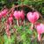 Lamprocapnos spectabilis