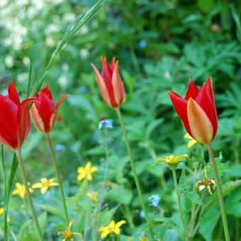 Tulipa greigii