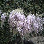 Wisteria sinensis ‘Rosea’ - Blauwe regen (roze)