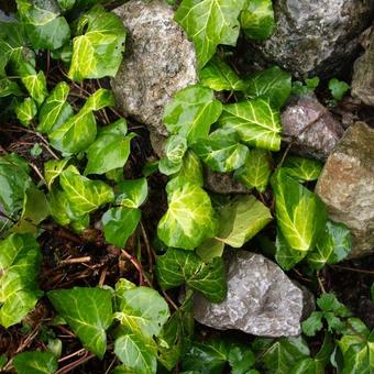 Hedera helix 'Gold Heart'