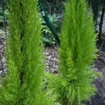 Cupressus macrocarpa 'Goldcrest' - Cipres, kamerconifeer