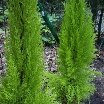 Cupressus macrocarpa 'Goldcrest'