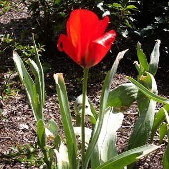 Tulipa greigii