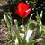 Tulipa greigii