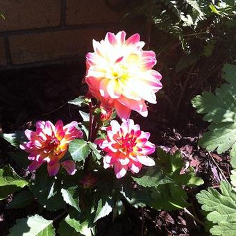 Dahlia 'Pink Butterfly'