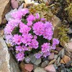 Armeria cespitosa 'Brookside' - Engels gras