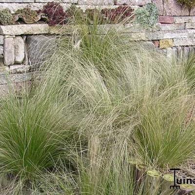 Stipa tenuifolia - Vedergras