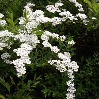 Spiraea arguta - Spierstruik, sneeuwspirea