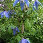 Clematis alpina 'Frances Rivis'  - Bosrank