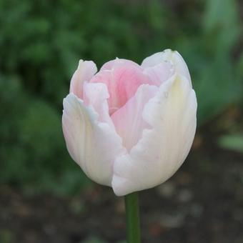 Tulipa 'Angelique'