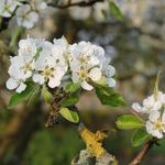 Pyrus communis 'Clapp´s Favourite' - Pereboom