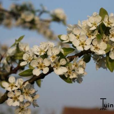 Pereboom - Pyrus communis 'Clapp´s Favourite'