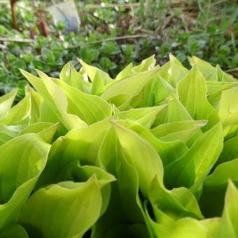 Hosta 'Boyz Toy'