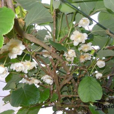 Kiwi, Chinese kruisbes - Actinidia deliciosa 'Hayward'