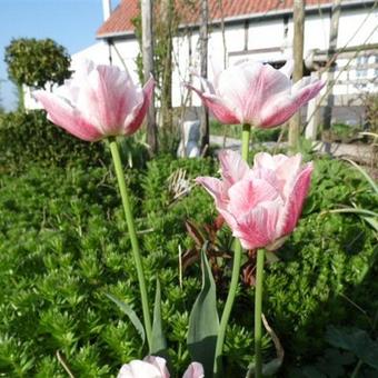 Tulipa 'Angelique'