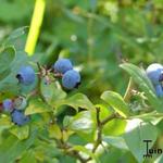 Vaccinium corymbosum 'Reka' - Blauwe bes