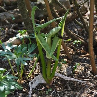 Arisaema ringens