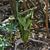 Arisaema ringens