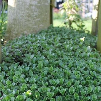 Sedum spurium