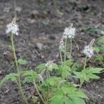 Tiarella 'Jeepers Creepers' - Schuimbloem