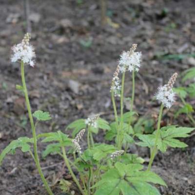 Schuimbloem - Tiarella 'Jeepers Creepers'