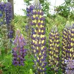 Lupinus WEST COUNTRY 'Manhattan Lights' - Lupine