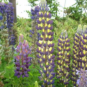 Lupinus WEST COUNTRY 'Manhattan Lights'