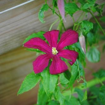 Clematis 'Rouge Cardinal'