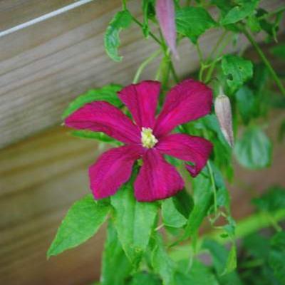 Bosrank - Clematis 'Rouge Cardinal'