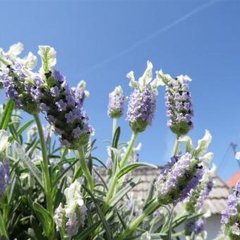 Lavandula stoechas 'Little Bee- Blue White'