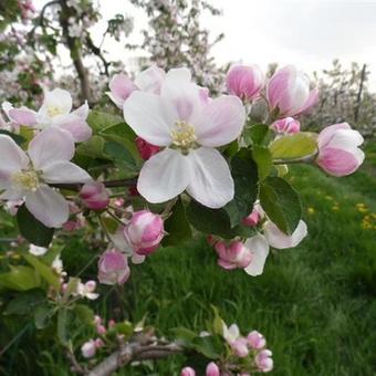 Malus domestica 'Jonagold'