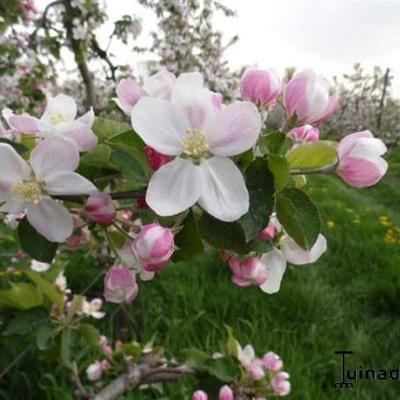 Malus domestica 'Jonagold' - Appel