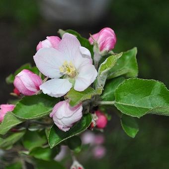 Malus domestica 'Jonagold'